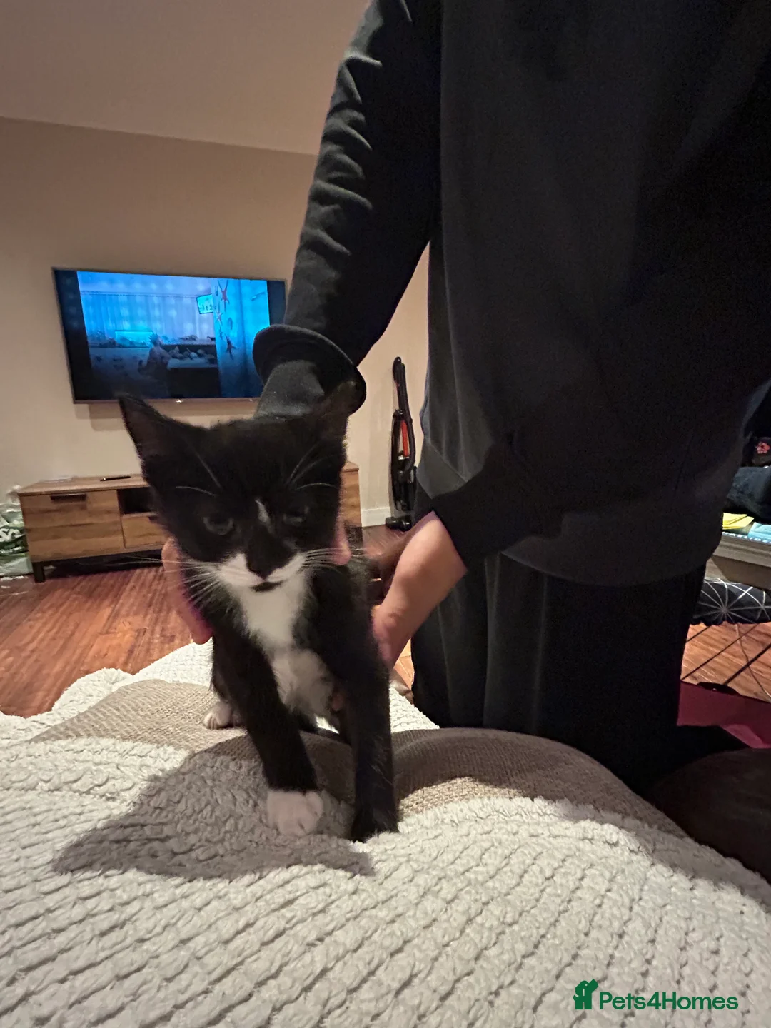 Mixed Breed cats for sale: 5 Adorable Kittens ready for their forever homes - Advert 11