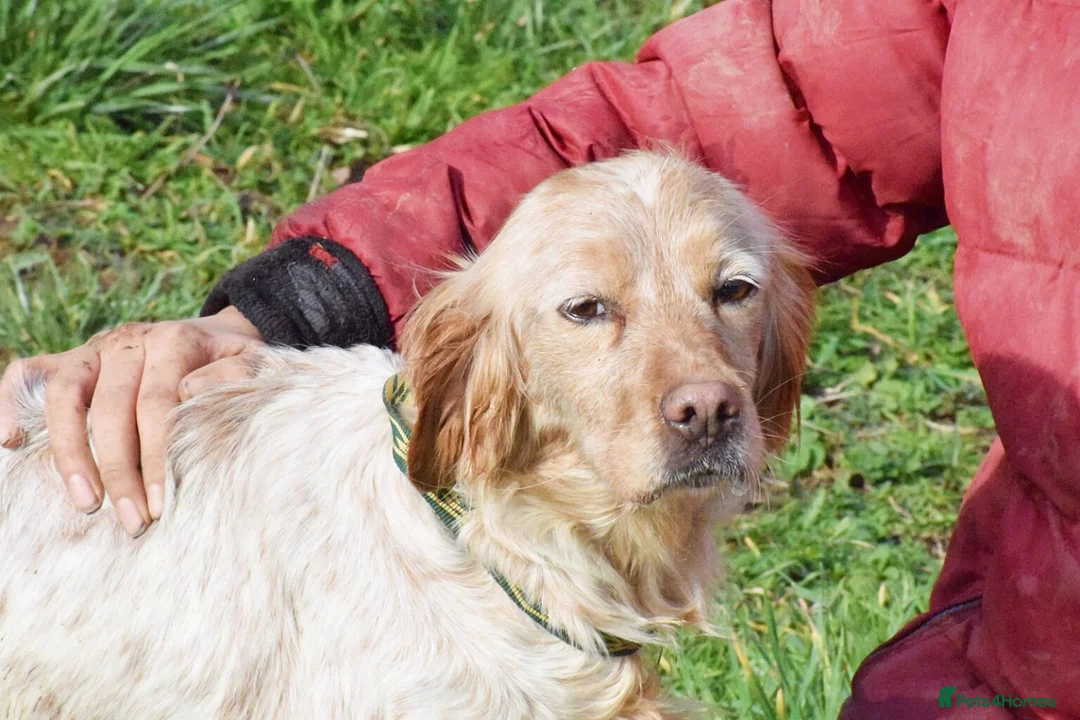 English Setter dogs for adoption: Mendi in Newcastle upon Tyne - Advert 9