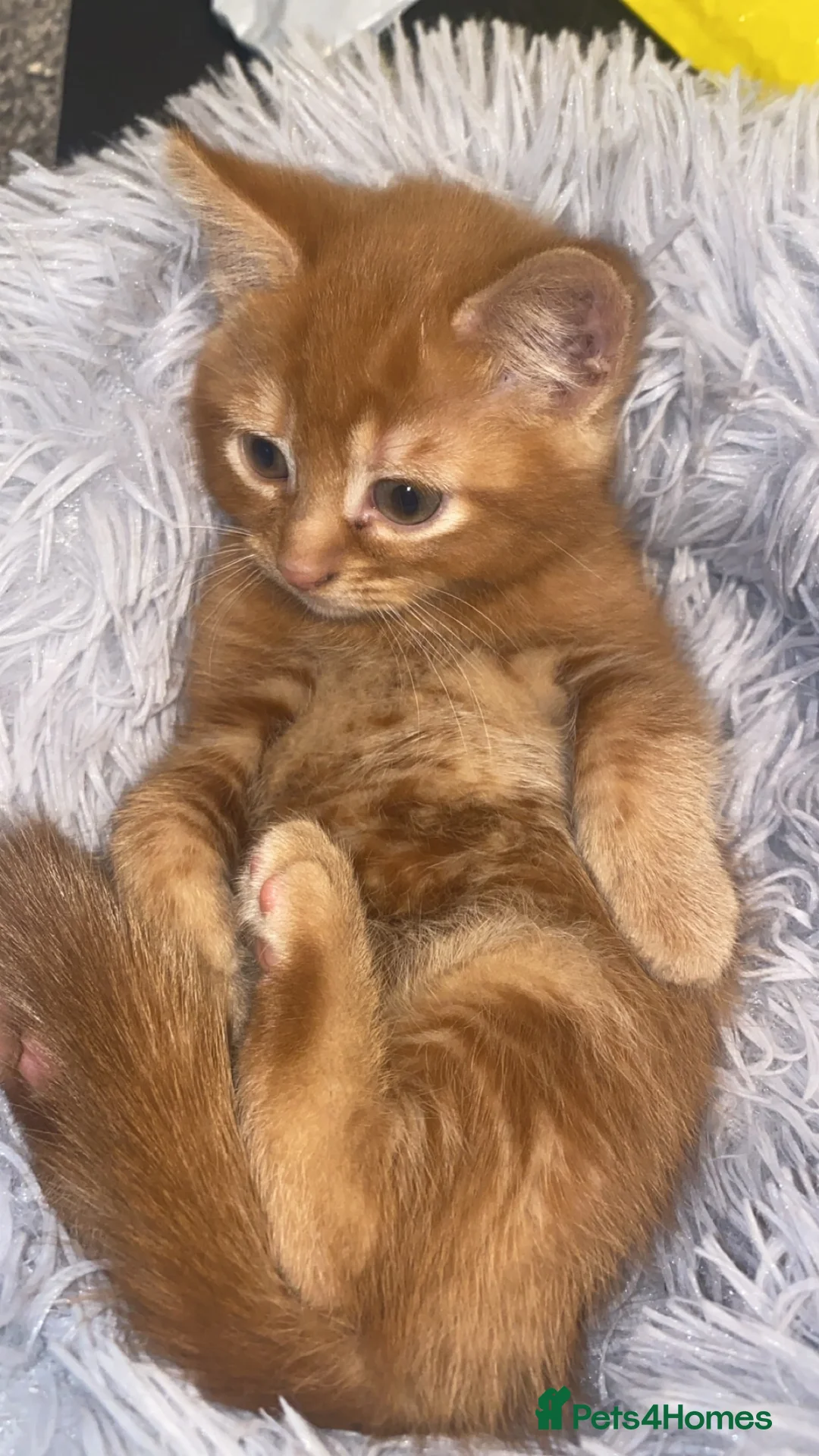 Mixed Breed cats for sale: Fluffy dark ginger kitten looking for new home 🏡 - Advert 6
