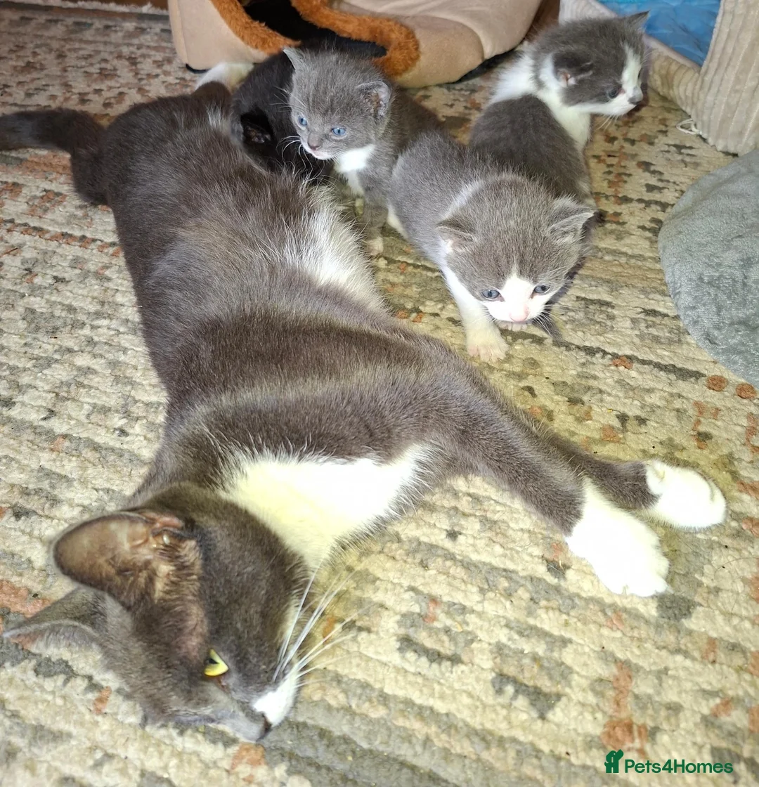 Mixed Breed cats for sale: 4 kittens - Advert 2