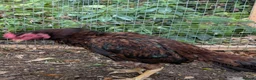 Chickens poultry for sale: High Quality Aseel Pair for Sale  - Advert 6
