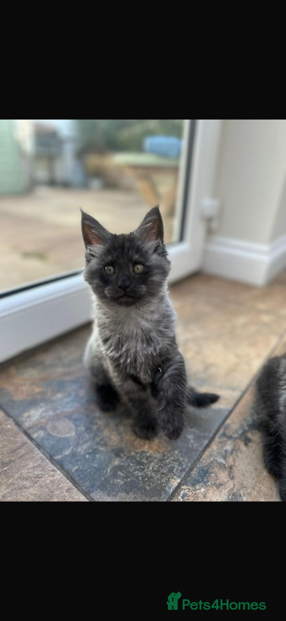Maine Coon cats TICA Registered Black Smoke Maine Coons✨ - Advert 9