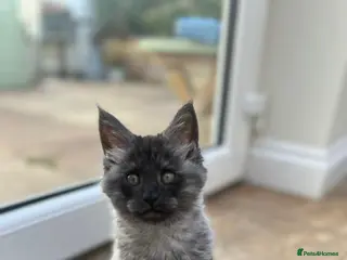 Maine Coon cats TICA Registered Black Smoke Maine Coons✨ - Advert 2