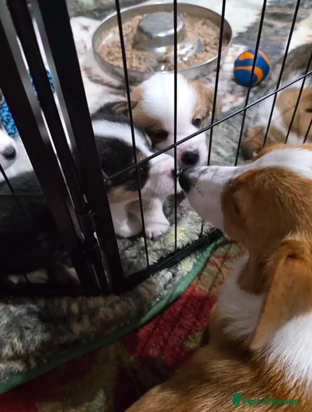 Welsh Corgi Pembroke dogs for sale: Qualifed Pembroke Welsh Corgi puppies in Liverpool - Advert 1