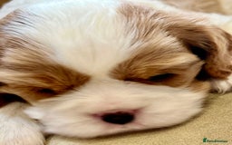 Cavalier King Charles Spaniel dogs for sale: Champion Sired KC Reg Cavalier King Charles  - Image 28