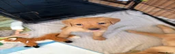 Labrador Retriever dogs for sale: 2 FOX RED LABRADOR BOYS LEFT READY NOW  - Advert 20