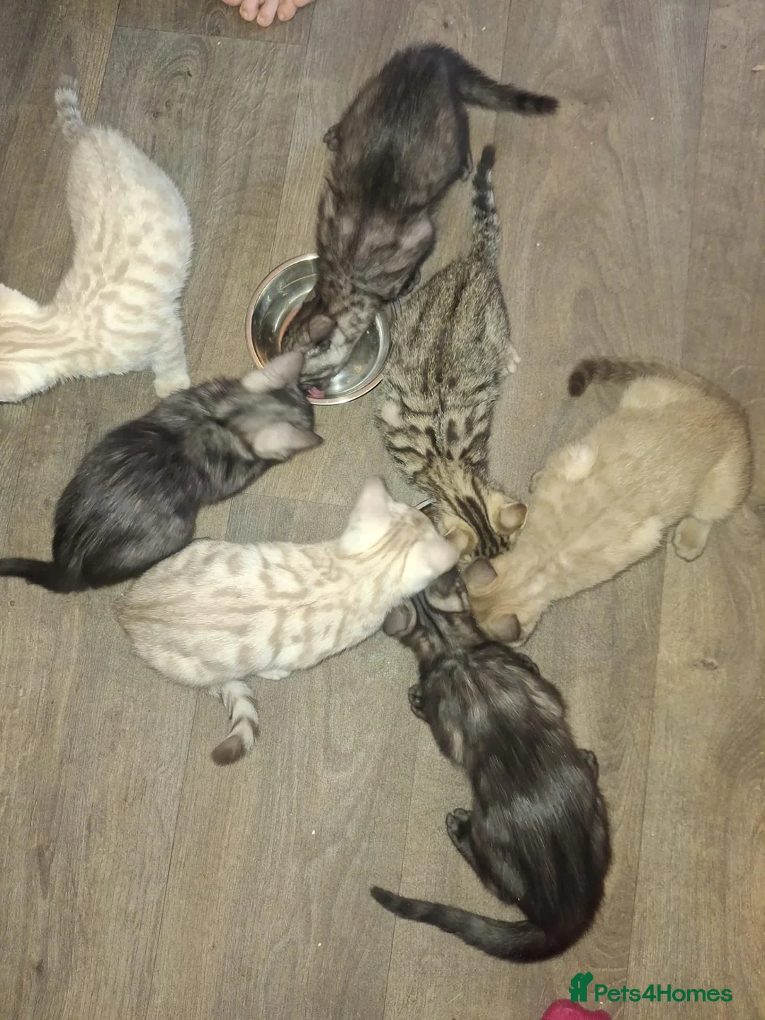 Bengal cats for sale: Bengal babies ready now - Advert 2
