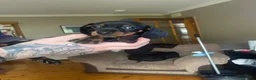 Miniature Dachshund dogs for sale: Mini dachshund puppies  in Dalkeith - Advert 6