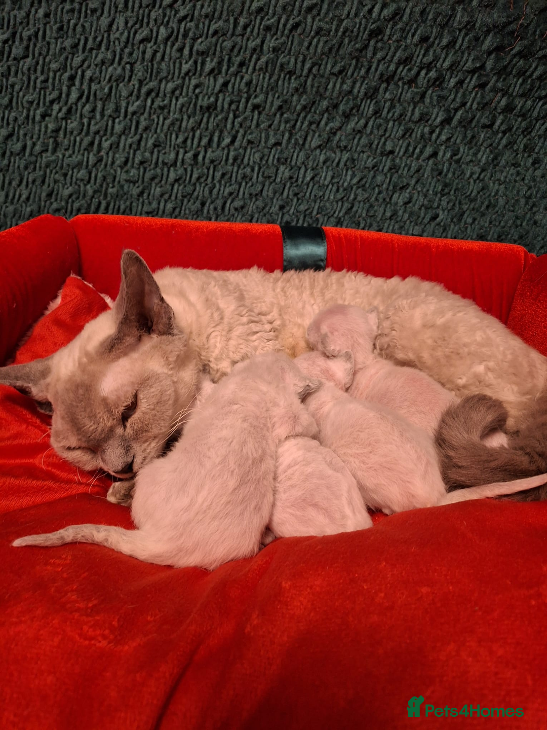 Devon Rex cats for sale: 🌸 Wonderful Devon Rex Kittens  🌸 - Advert 7