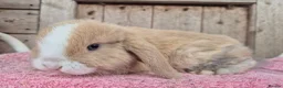 Mini Lop rabbits for sale: Mini lop babys ready now.  - Advert 5
