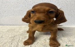 Irish Setter dogs for sale: Out standing litter of kc reg Irish setters - Image 26