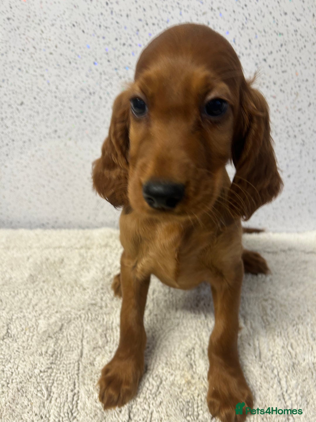 Irish Setter dogs for sale: Out standing litter of kc reg Irish setters - Image 26