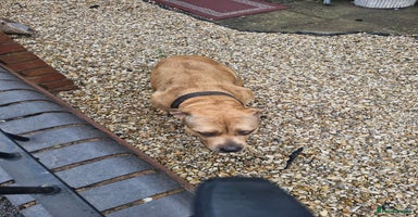 Mixed Breed dogs - Advert 11