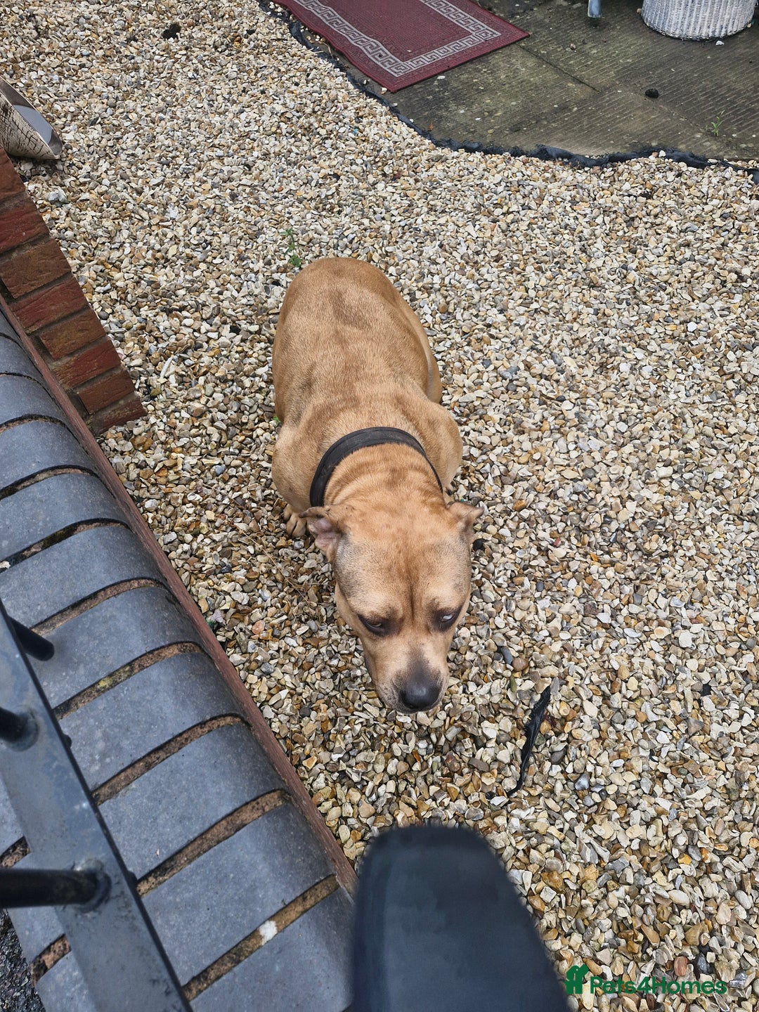 Mixed Breed dogs for sale: Urgent home needed please read!!!!### - Image 3