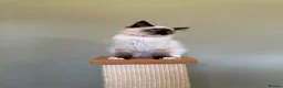 Ragdoll cats for sale: Beautiful Ragdoll Kittens - Advert 13