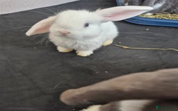 Mini Lop rabbits for sale: 💙 Baby Minilops Ready 25th💙  - Image 16