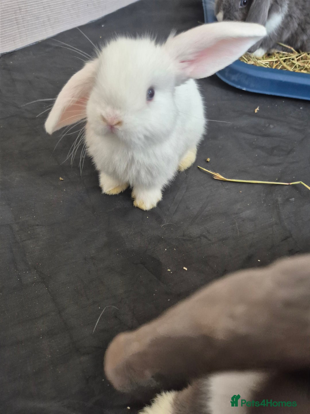 Mini Lop rabbits for sale: 💙 Baby Minilops Ready 25th💙  - Image 16