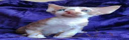 Devon Rex cats for sale: Beautiful Devon Rex Kitten - Advert 10