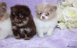 Pomeranian dogs for sale: PARTI MERLE QUALITY KC POMERANIANS - Image 19