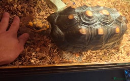 Tortoise reptiles for sale: Red Footed Tortoise Female - Image 2