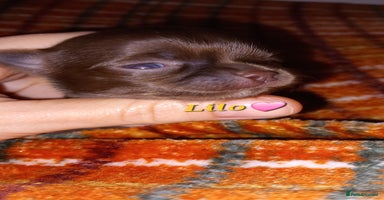 Chihuahua dogs ❤️‍🔥Dna tested parents❤️‍🔥Long-coat 2boys 2girls - Advert 8