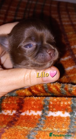 Chihuahua dogs ❤️🔥Dna tested parents❤️🔥Long-coat 2boys 2girls - Advert 1