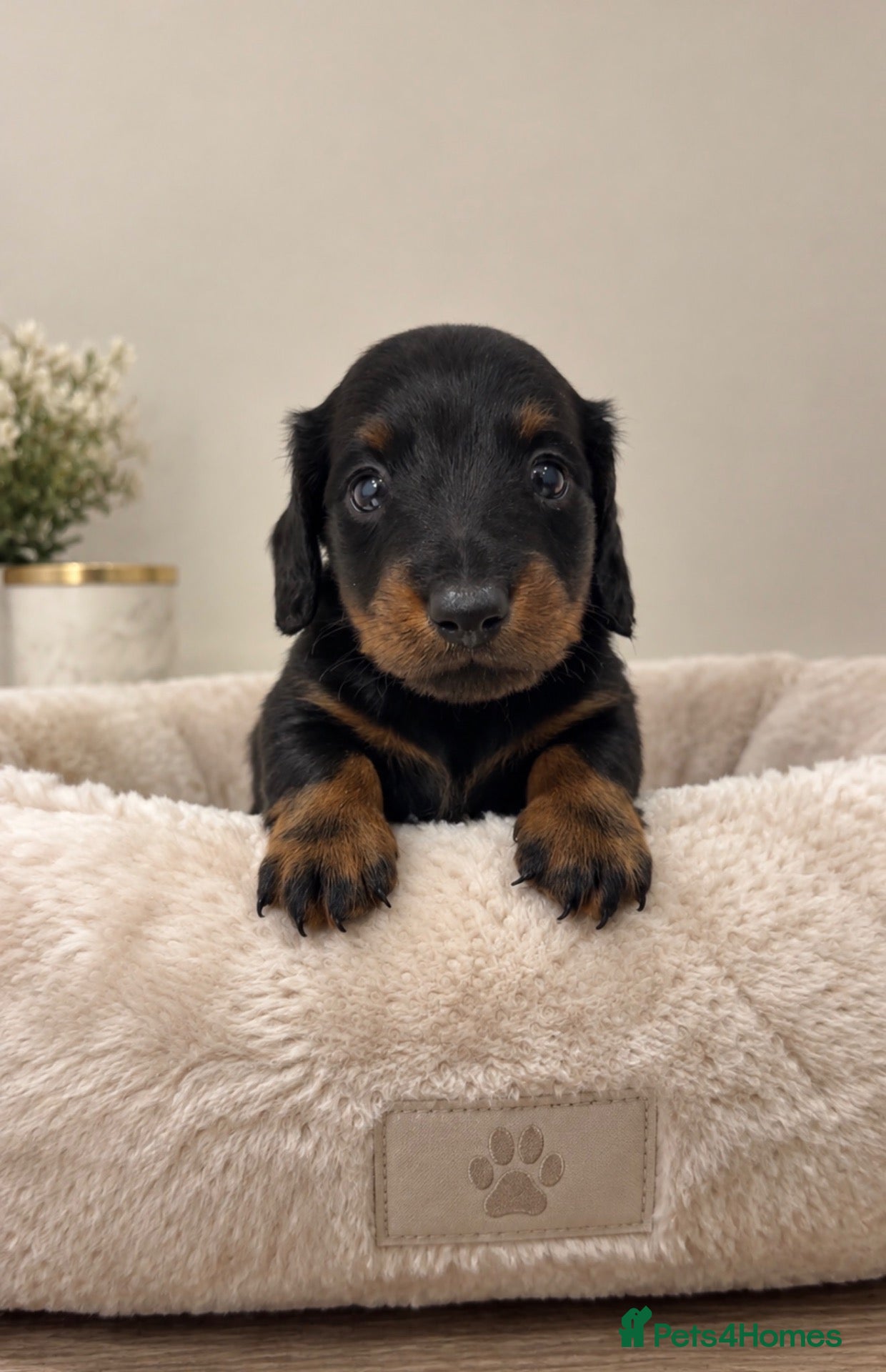 Miniature Dachshund dogs Long haired & Long haired carriers  - Advert 2