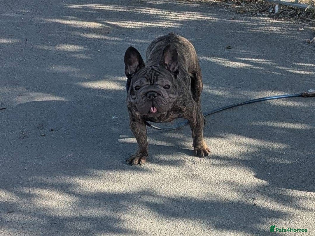 French Bulldog dogs for sale: Amazing litter of french bulldog puppies - Image 9