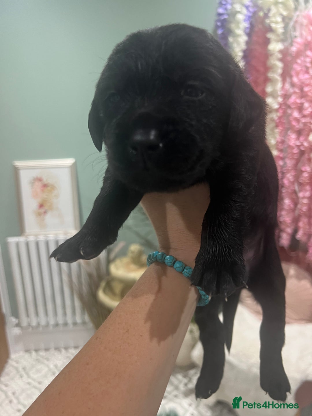 Goldador dogs for sale: Puppies- Goldadors (Golden retriever) (Labrador)  - Image 23