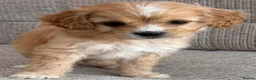 Cavapoo dogs for sale: F1b Cavapoo puppies! - Advert 6