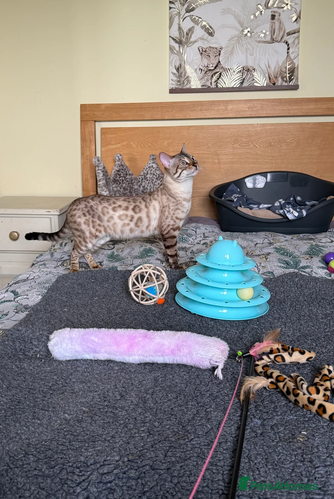 Bengal cats for sale: Stunning Snow Lynx male Bengal 💙  - Advert 2