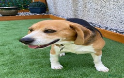 Beagle dogs for sale: Beagle re-homed - Image 5