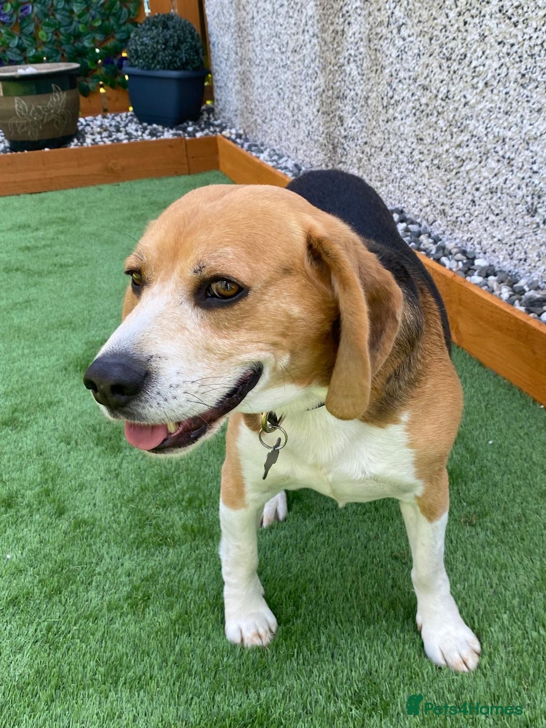 Beagle dogs for sale: Beagle re-homed - Image 5