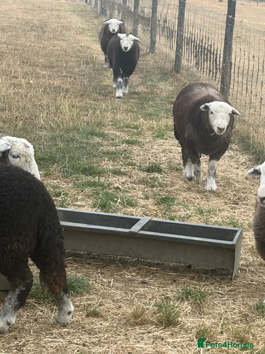 Sheep livestock for sale: Herdwick lambs  - Advert 5