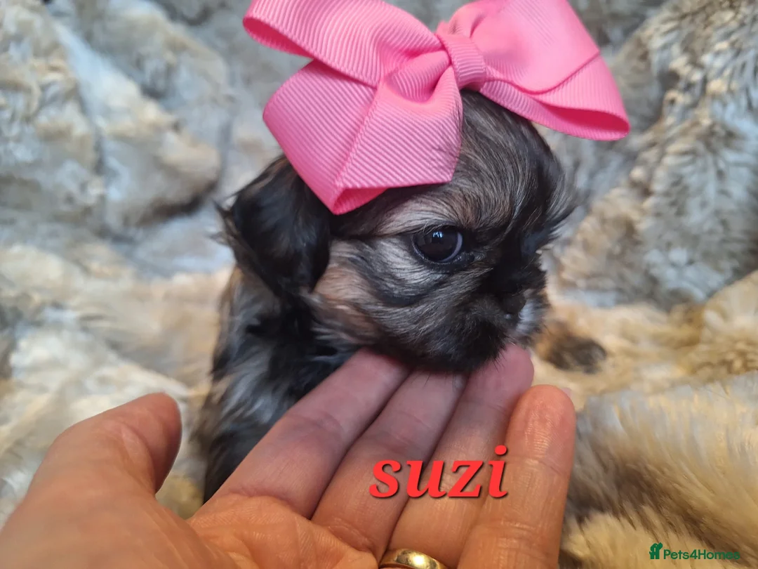 Shih Tzu dogs for sale: Beautiful Imperial Shih Tzus  - Advert 3
