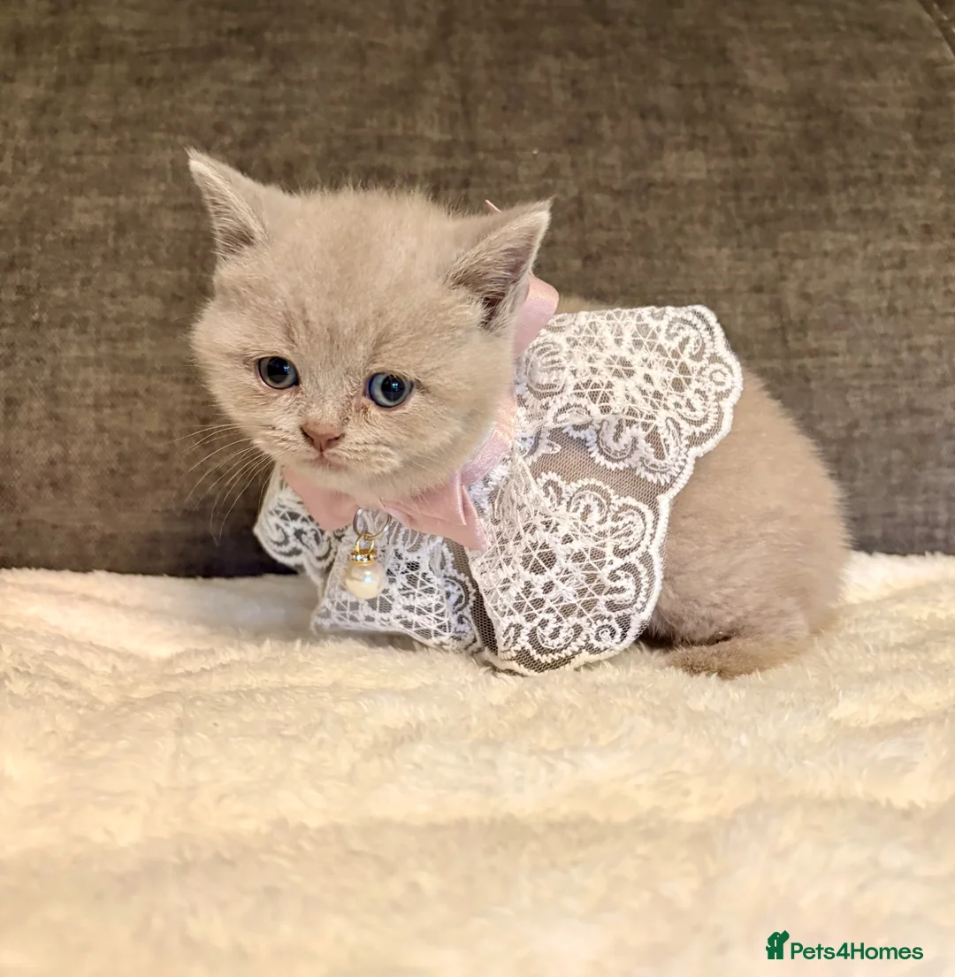 British Shorthair cats for sale: READY NOW* TICA reg. British shorthair kittens - Advert 33