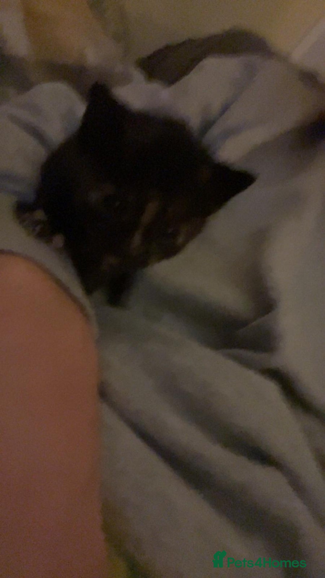 Mixed Breed cats for sale: 6 kittens for sale, ready now - Advert 6