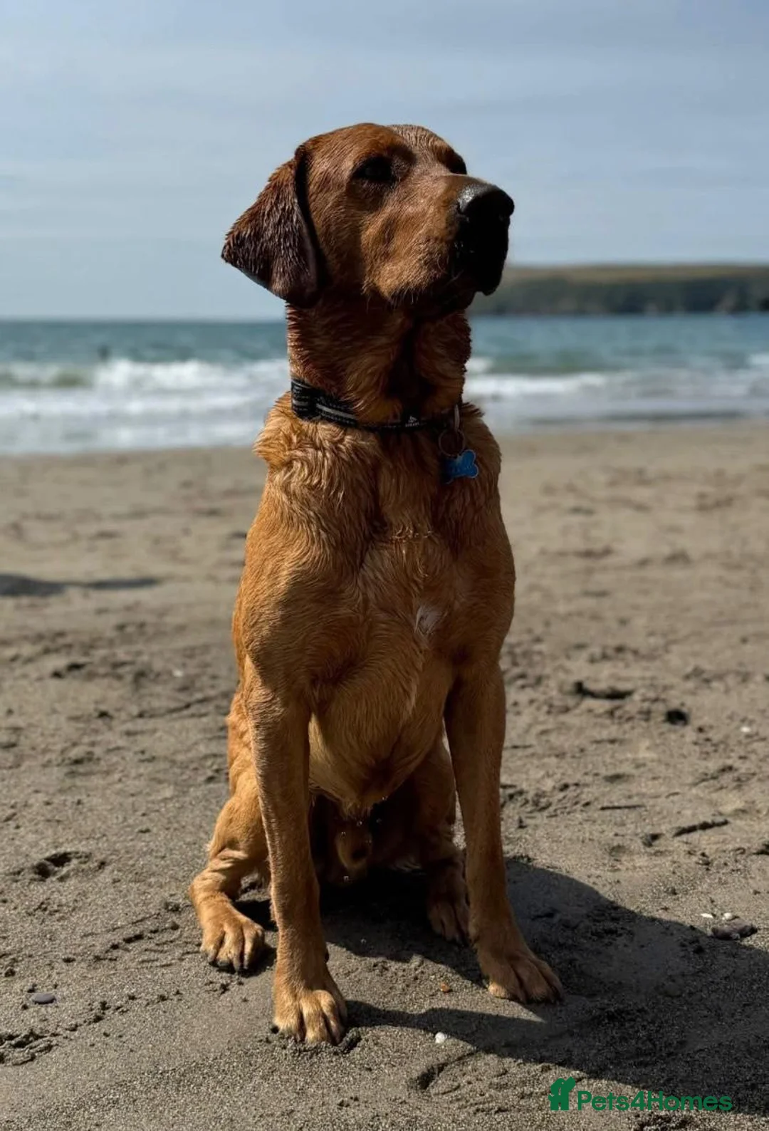 Labrador Retriever dogs for stud: Fox Red Labrador - Advert 2