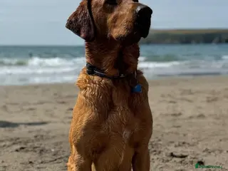 Labrador Retriever dogs Fox Red Labrador - Advert 3