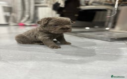 French Bulldog dogs for sale: Beautiful French bulldogs  - Advert 17