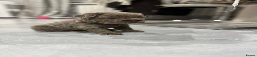 French Bulldog Puppy 3