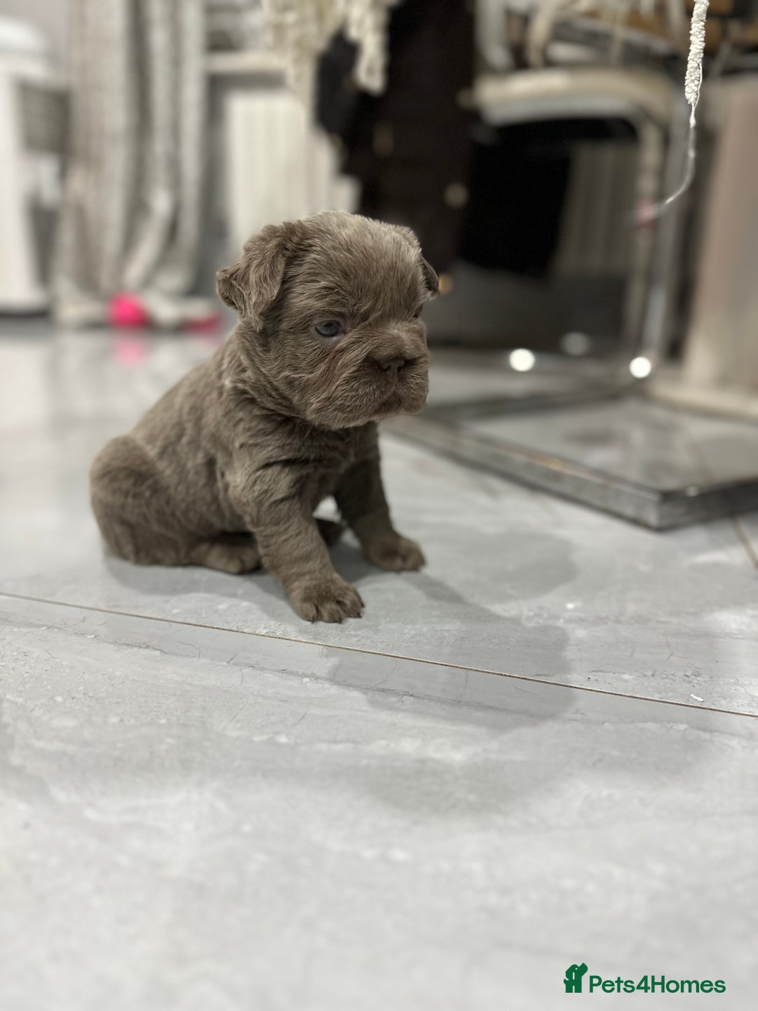 French Bulldog dogs for sale: Beautiful French bulldogs  - Advert 17