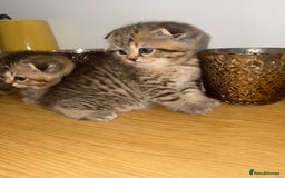 British Shorthair cats for sale: British rainbow shorthair kittens - Image 3