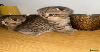 British Shorthair cats - Advert 6