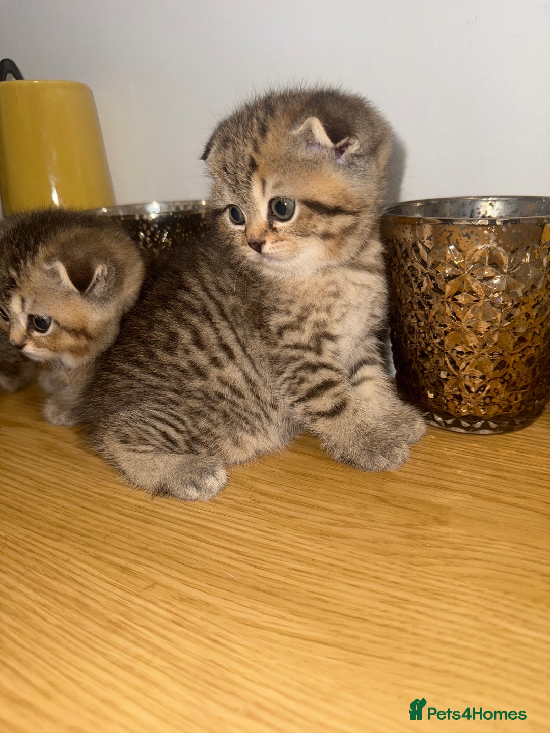 British Shorthair cats for sale: British rainbow shorthair kittens - Image 3