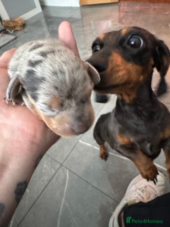 Miniature Dachshund dogs - Advert 10