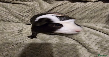 Guinea Pig rodents - Advert 4