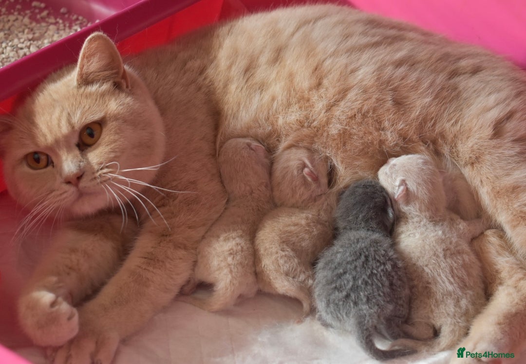 British Shorthair cats for sale: British Shorthair kittens - Image 3