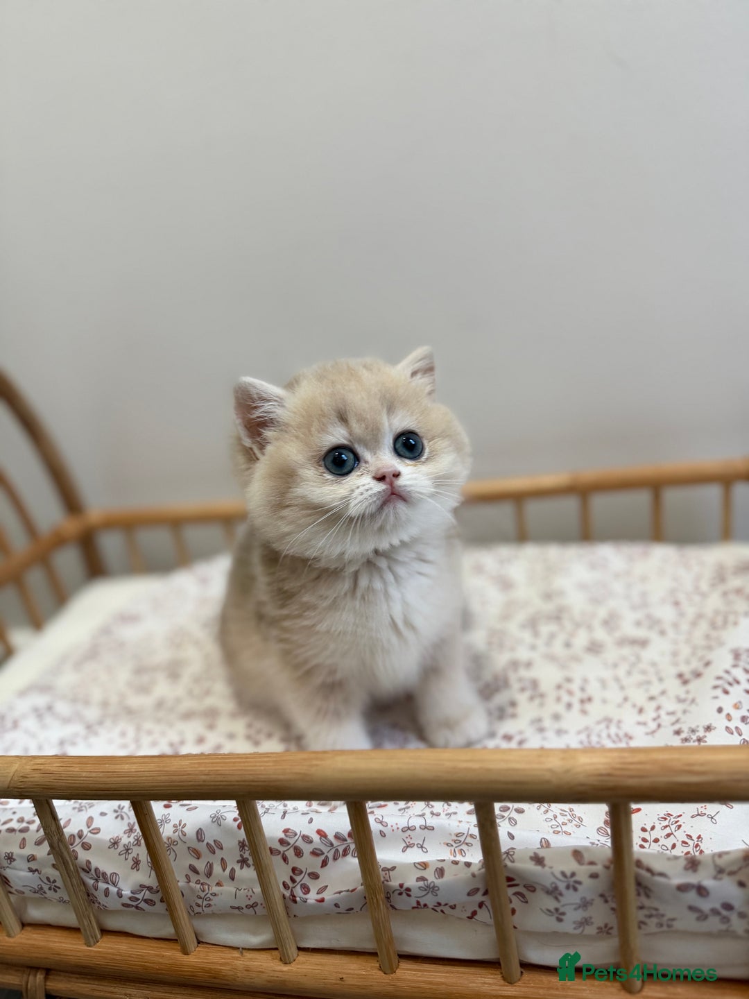 British Shorthair cats for sale: Golden Blue British Shorthair kittens - Advert 32