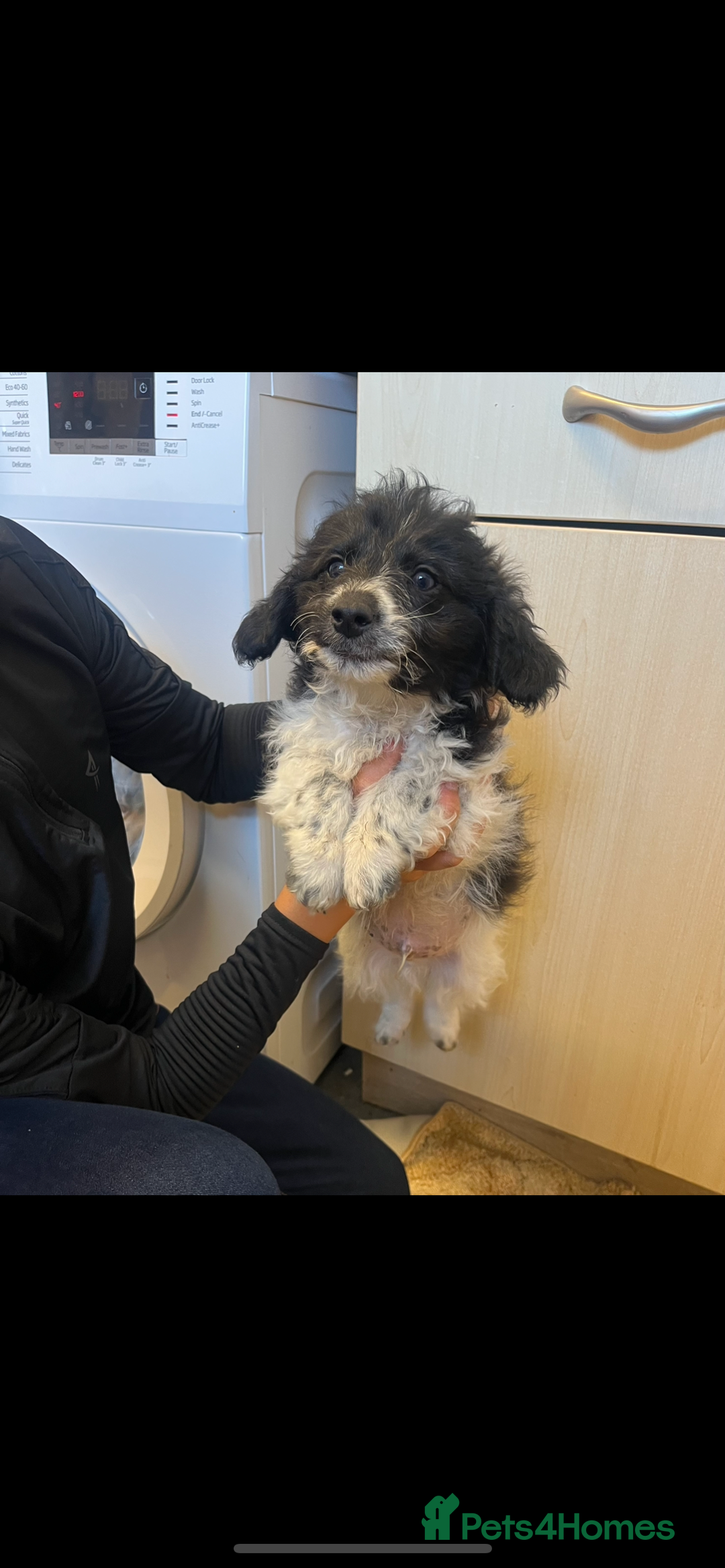 Jackapoo dogs for sale: Poodle x ready now  - Image 2
